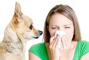 Легкая форма аллергии по симптомам похожа на простудное заболевание