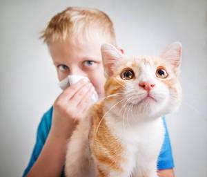 Аллергическая реакция на кошачью шерсть