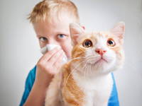 Аллергическая реакция на кошачью шерсть