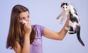 Аллергия на животных не редкость