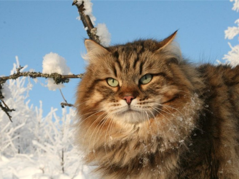Сибирские коты славятся красотой